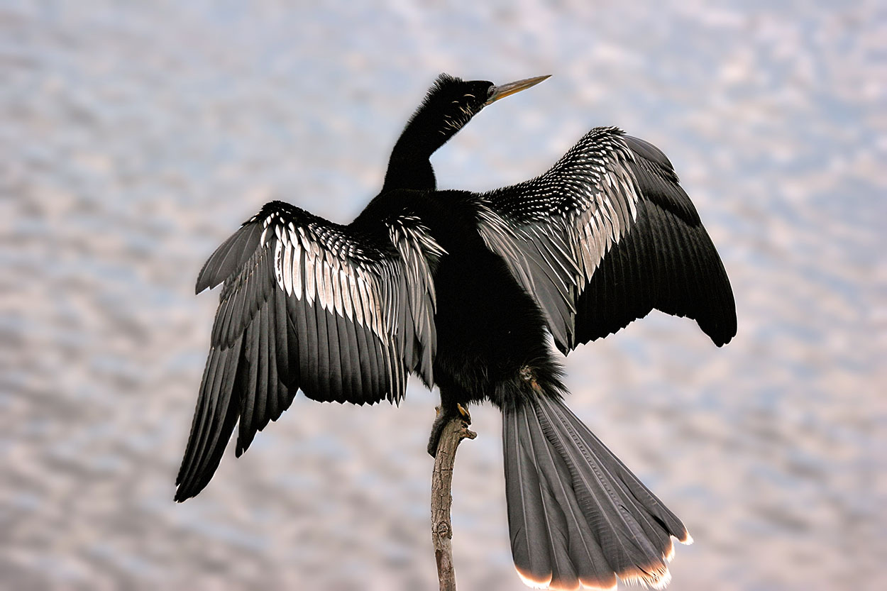 Anhinga