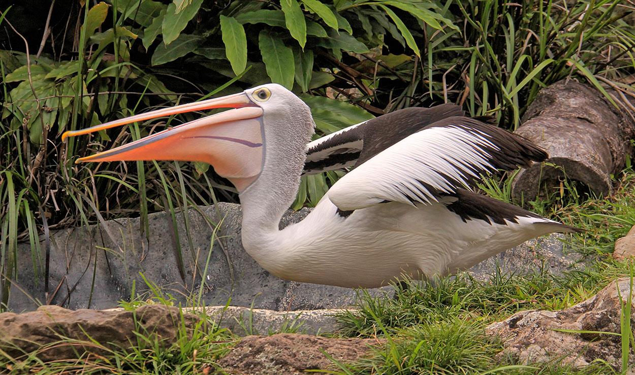 Australian Pelican