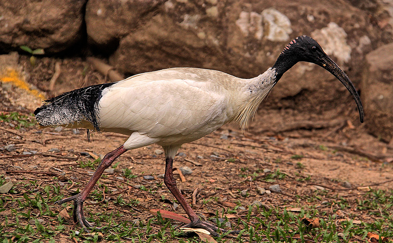 Australian Ibis