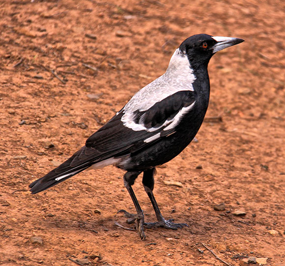 Australian Magpie