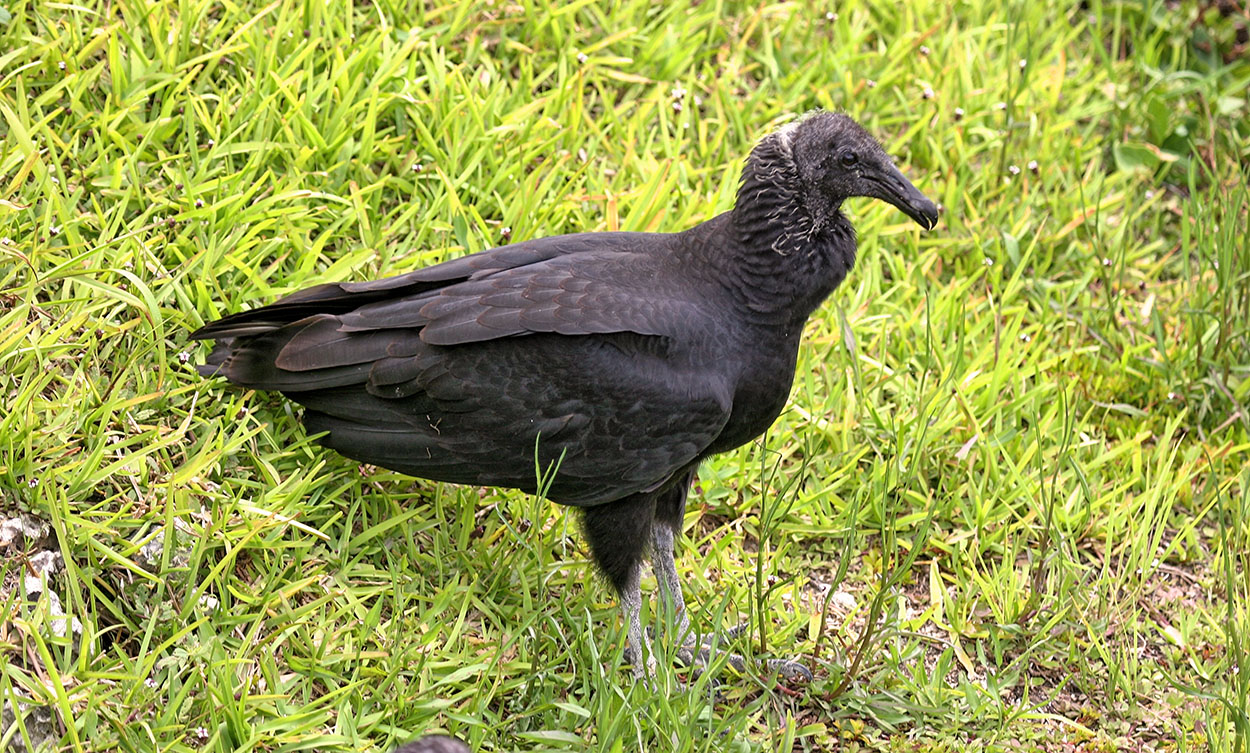 Black Vulture