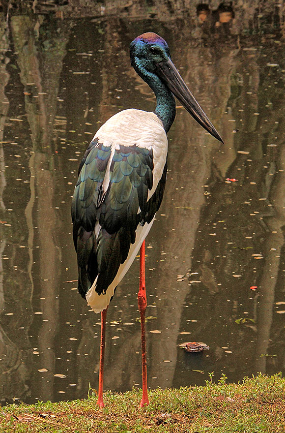 Black-necked Stork