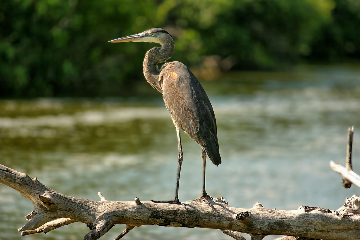 Blue Heron