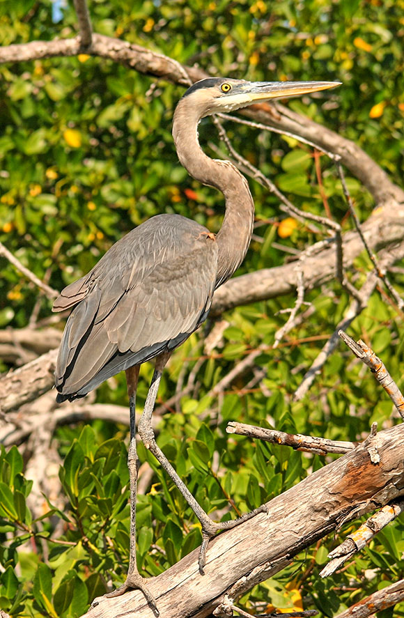 Blue Heron