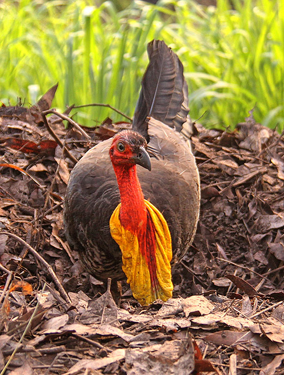Brush Turkey