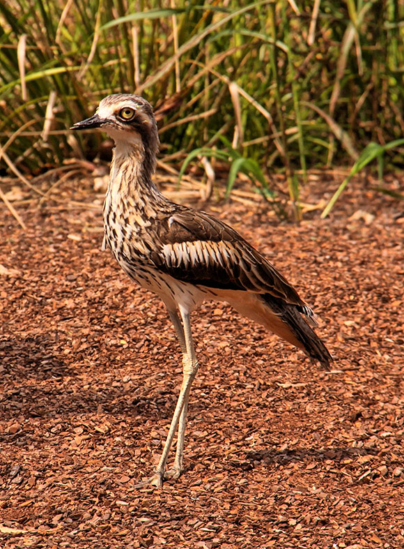Bush Stone-curlew