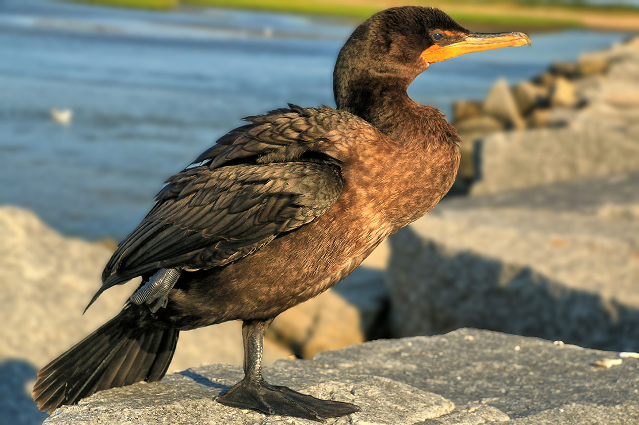 Cormorant CC