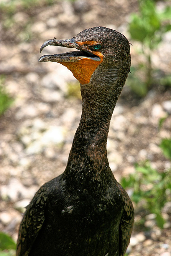 Cormorant
