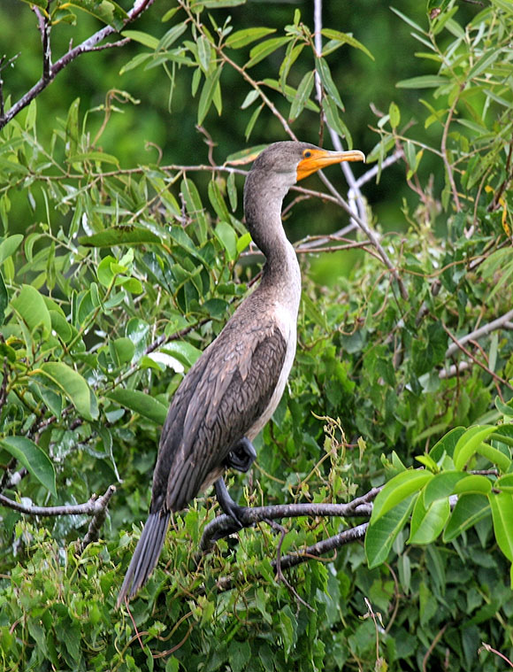 Cormorant