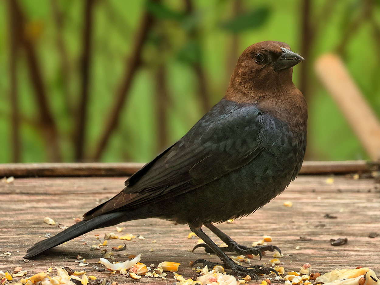 Cowbird