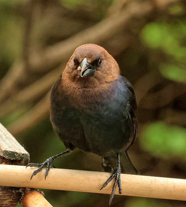 Cowbird