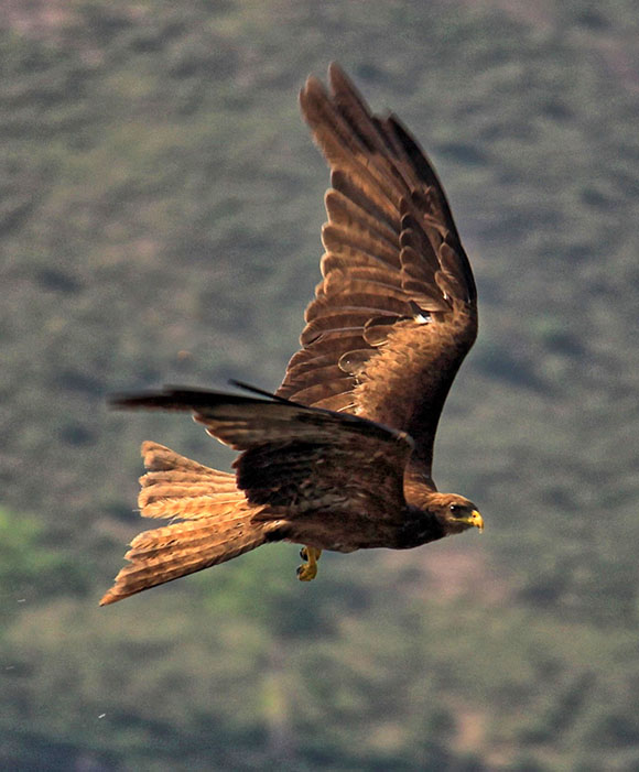 Eagle