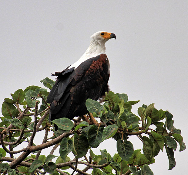 Eagle