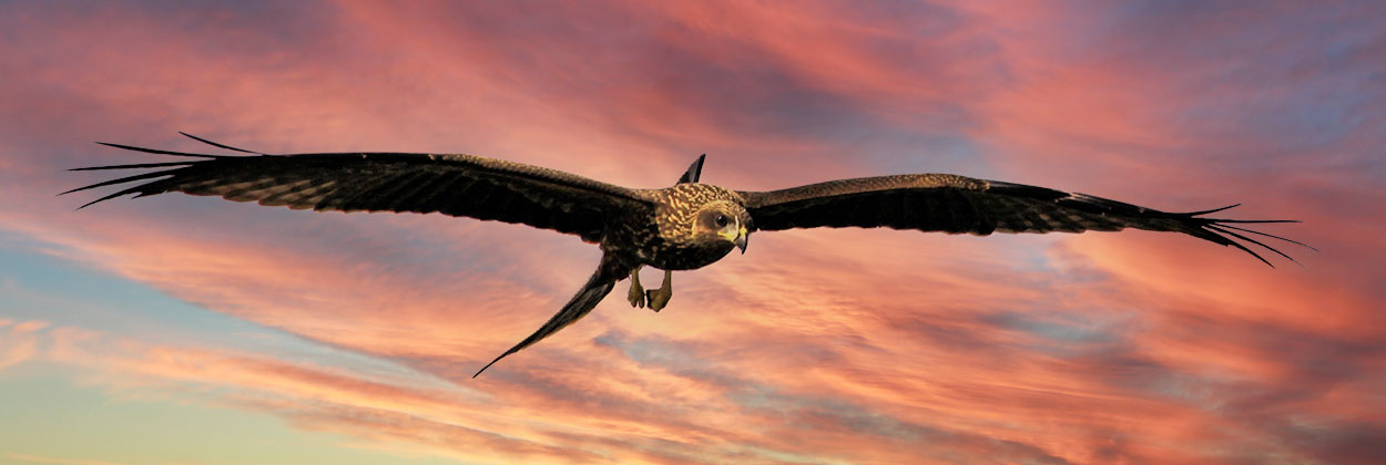 EAGLE