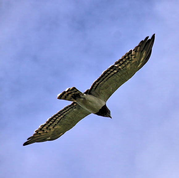 Eagle