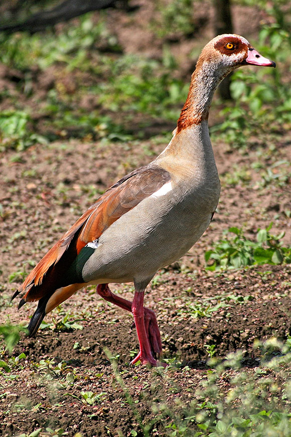 Egyptian Goose