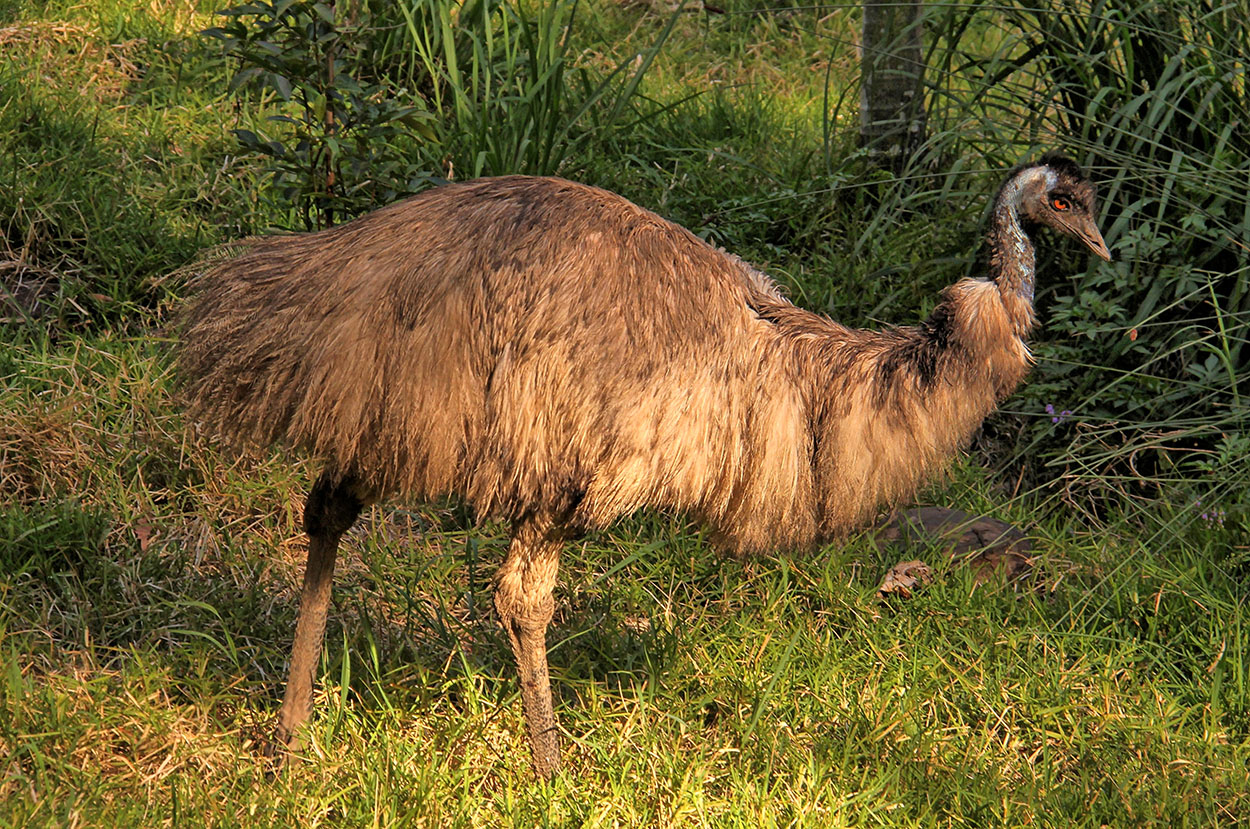Emu