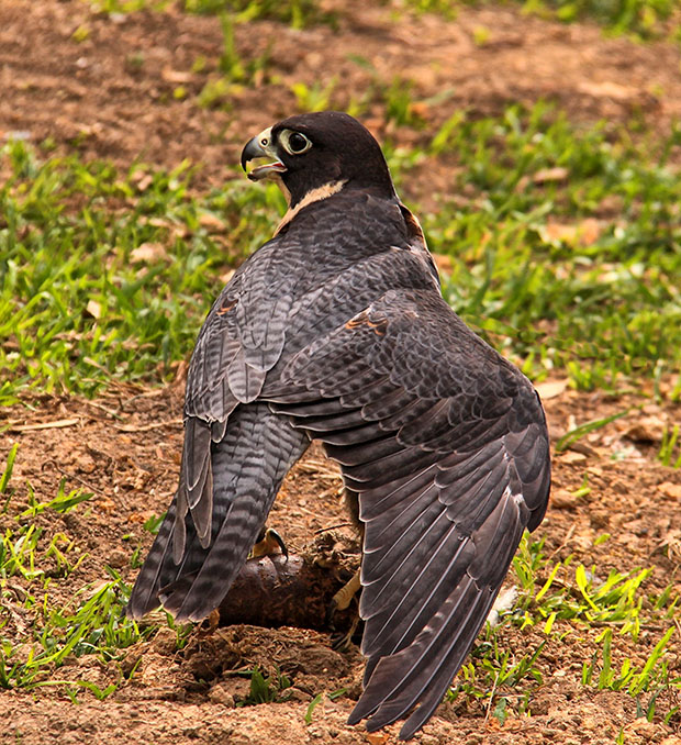 Falcon