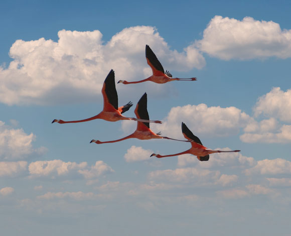 Flamingos