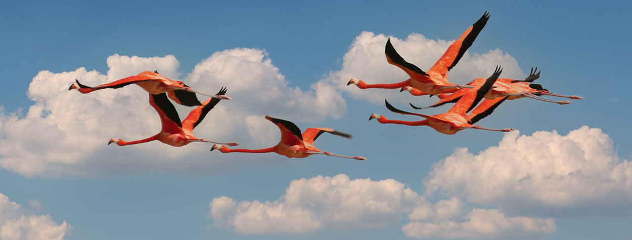 Flamingos