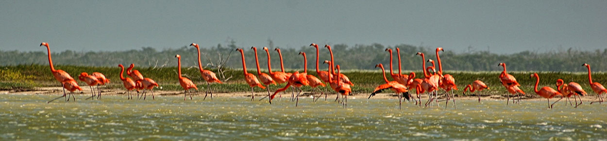 FLAMINGOS