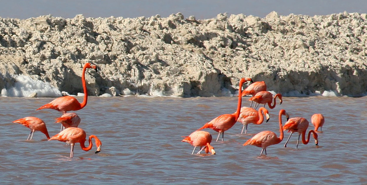 Flamingos