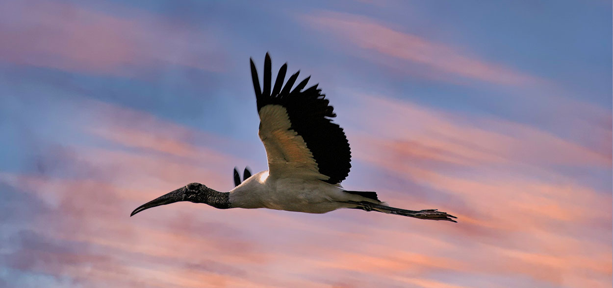 Florida bird