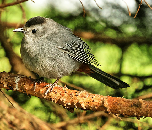 Gray Catbird