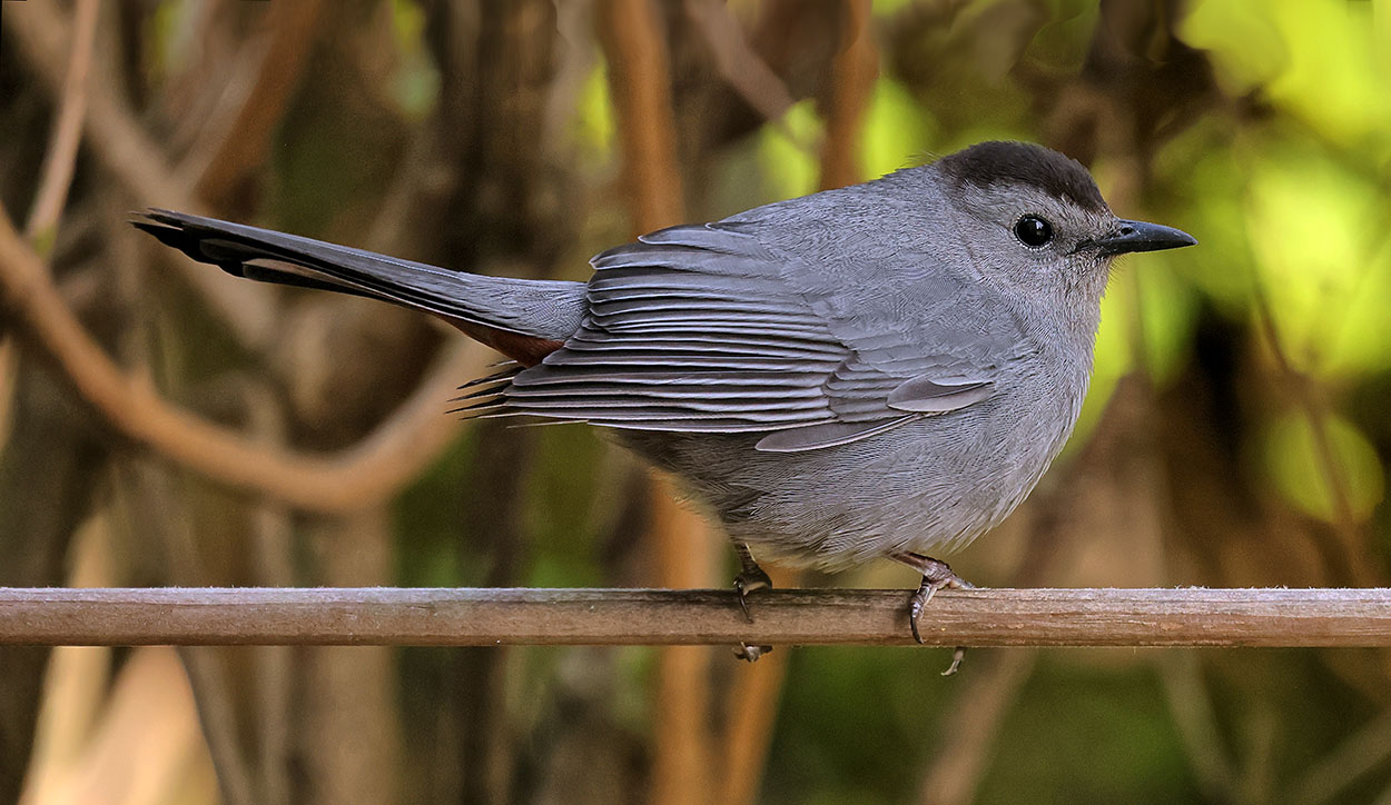 Gray Catbird