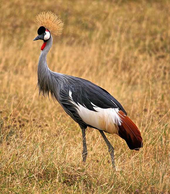 Grey crowned crane