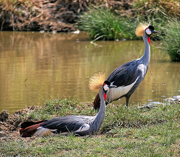 Martial Cranes