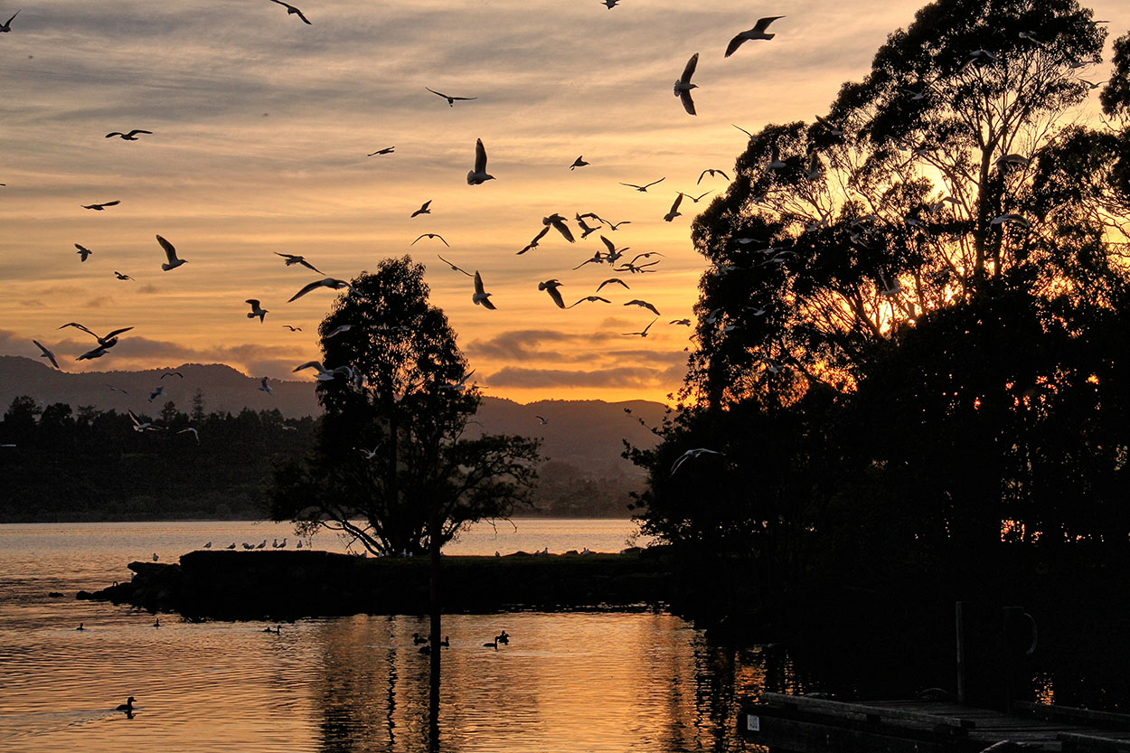 Gulls