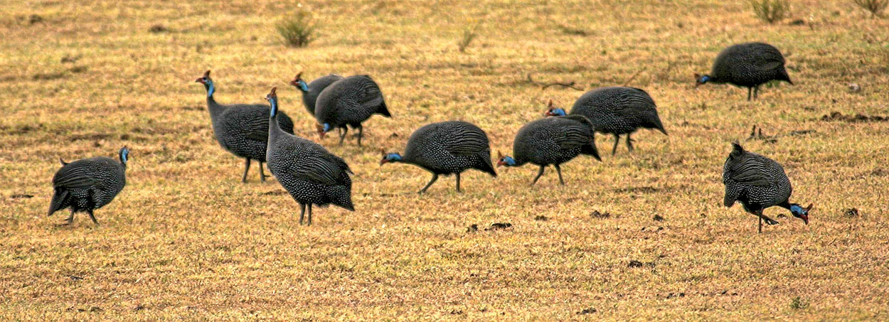 Helmeted Guineafowl