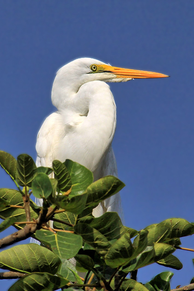Heron