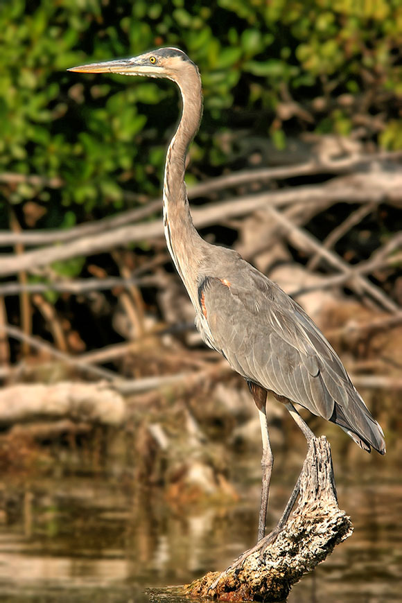 Blue Heron