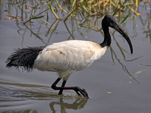 IBIS