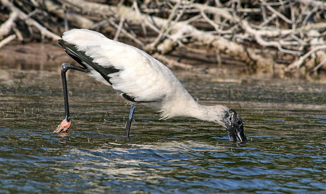 Ibis