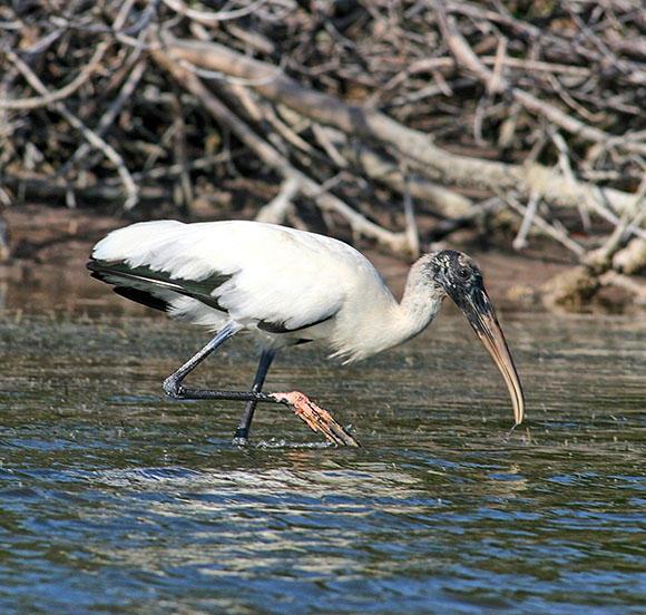 IBIS