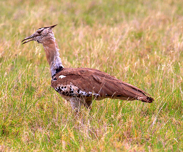 Kori Bustard