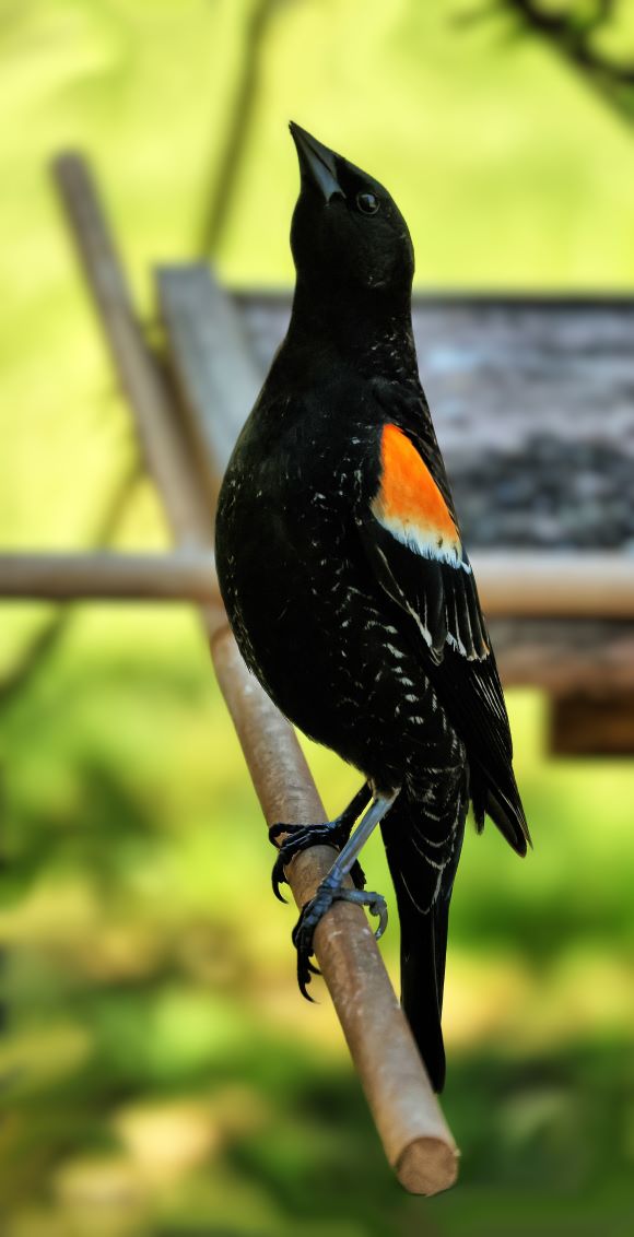 Red-winged Blackbird