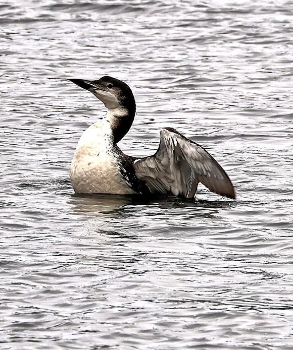Loon