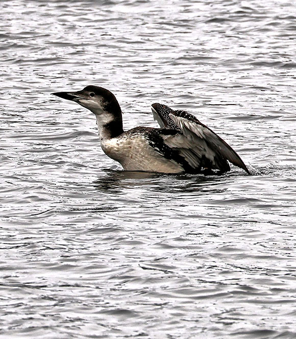 Loon