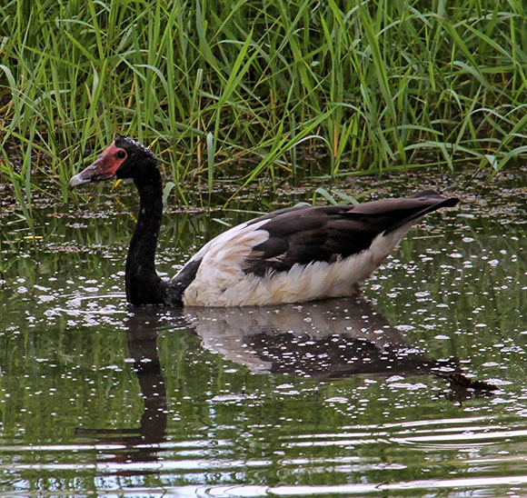 Magpie Goose