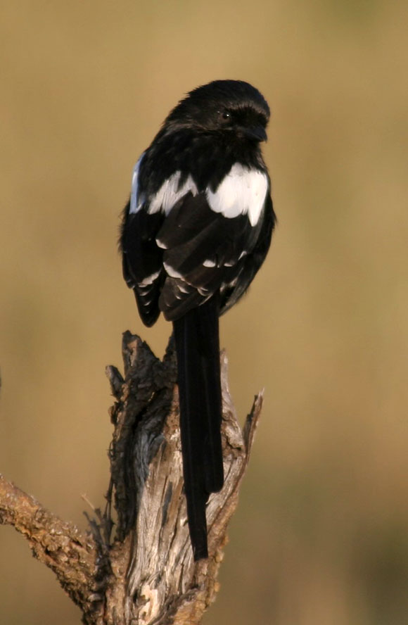 Magpie Shrike