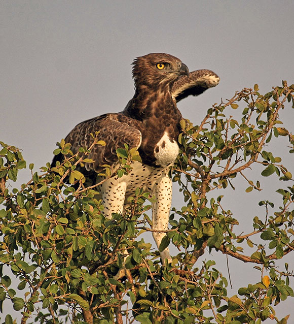 Martial Eagle
