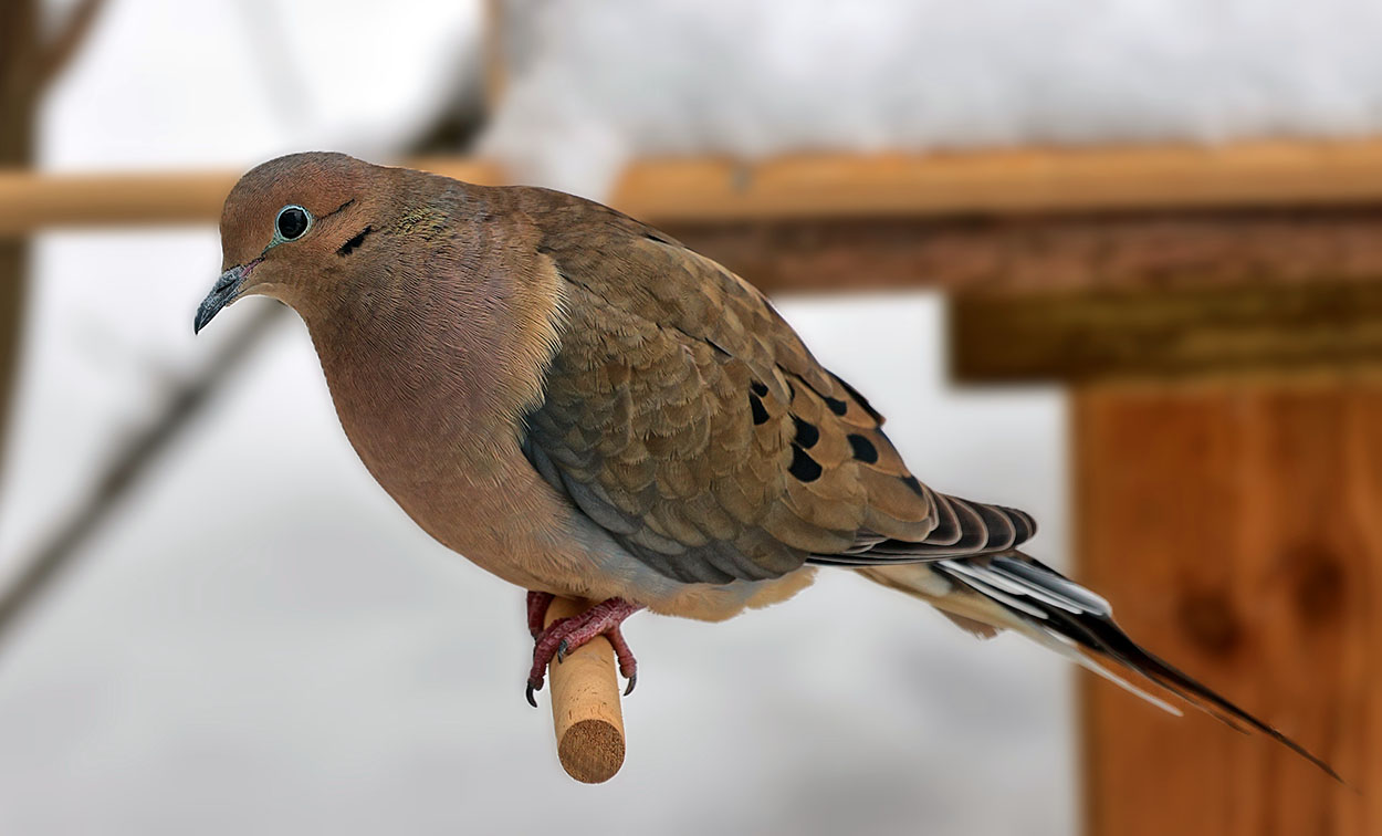 Mourning Dove