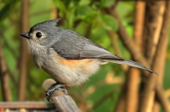 Nuthatch