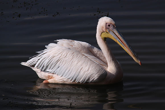 Pelican
