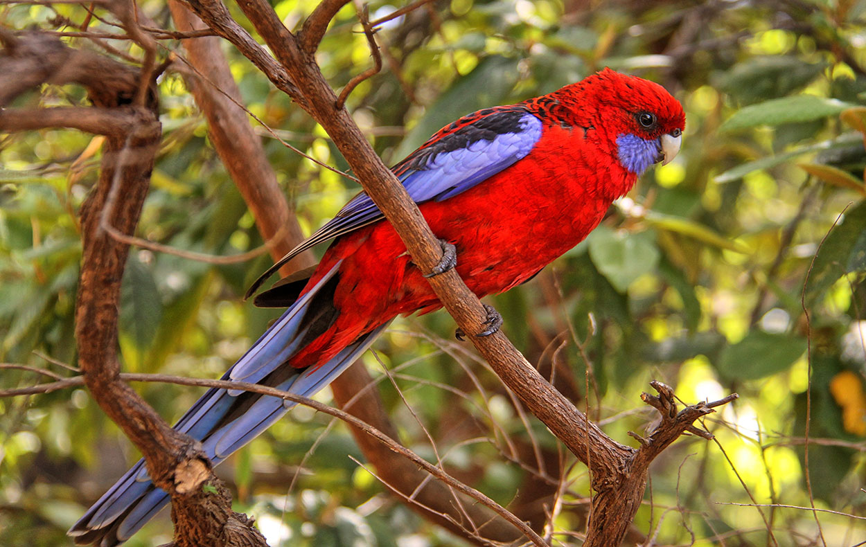 Parrot