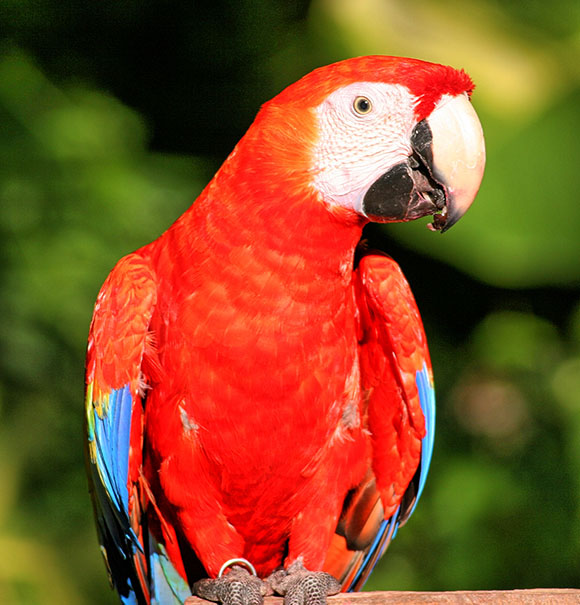 Parrot